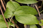 Netleaf leather flower